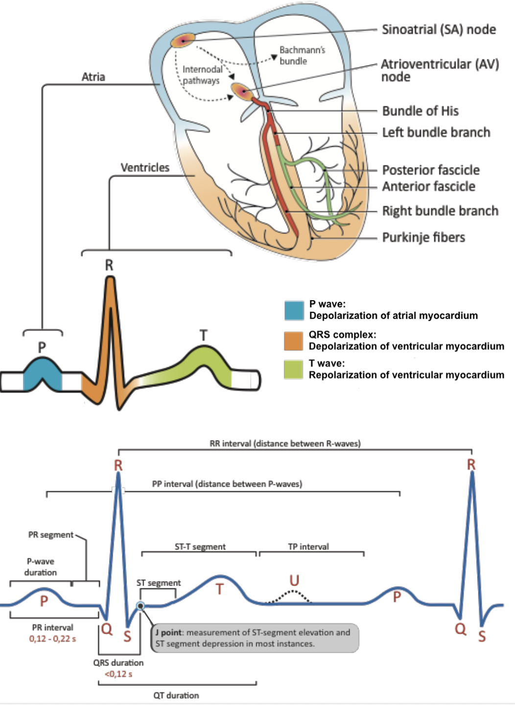 Normal Cardiac Conduction